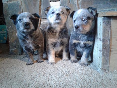 Join millions of people using Oodle to find puppies for adoption, dog and puppy listings, and other pets. . Blue heeler puppies for sale near illinois